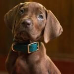 Scooby-Doo série