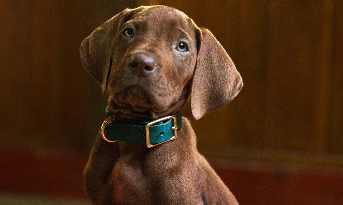 Scooby-Doo série