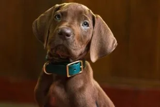 Scooby-Doo série
